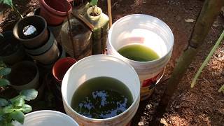 How to grow Green Water Algae [upl. by Nodab]