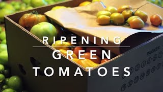 How to Ripen Green Tomatoes [upl. by Aleemaj]