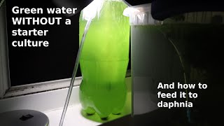 Green Water WITHOUT a Starter Culture  From Scratch  How To [upl. by Ile]