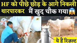 🛑 Live milking ये रिज़ल्ट देखकर आप HF का पशुपालन छोड़ देंगे👌tharparkar cow  8 March 2022 [upl. by Aisek]