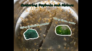 How To Culture Daphnia and Moinas using Green Water Spirulina powder [upl. by Dazhahs]