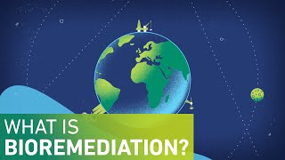 What is Bioremediation [upl. by Meluhs437]