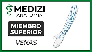 Anatomía de Miembro Superior MMSS  Venas quotMquot venosa [upl. by Dachia]