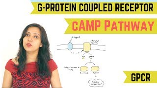 cAMP PATHWAY  GPROTEIN COUPLED RECEPTOR GPCR [upl. by Tamarra579]