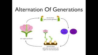 Alternation of Generations angiosperms [upl. by Kathe]