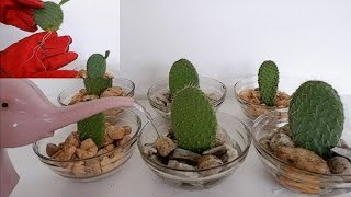 How to Propagate Cactus Leaf Cuttings in Water with Glass Bowl Opuntia Leucotricha Propagation [upl. by Einitsed]