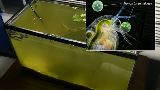 Raising Daphnia for the Freshwater Aquarium [upl. by Curzon]