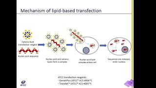 Lipid Transfection Explained [upl. by Tiler]