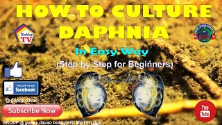 HOW TO CULTURE DAPHNIA In Easy Way [upl. by Gairc]