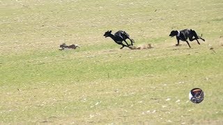 Galgos y liebres temporada 2017  Greyhounds vs Hares [upl. by Leverick75]