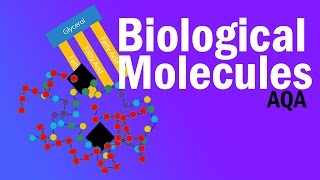 BIOLOGICAL MOLECULES  Detailed AQA Alevel Revision [upl. by Gorman936]