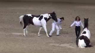 Tommie Turvey Liberty Horse Act  Night of the Horse 2015  Del Mar National Horse Show [upl. by Ahsenauj]